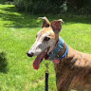 Meet your Posher, Paige